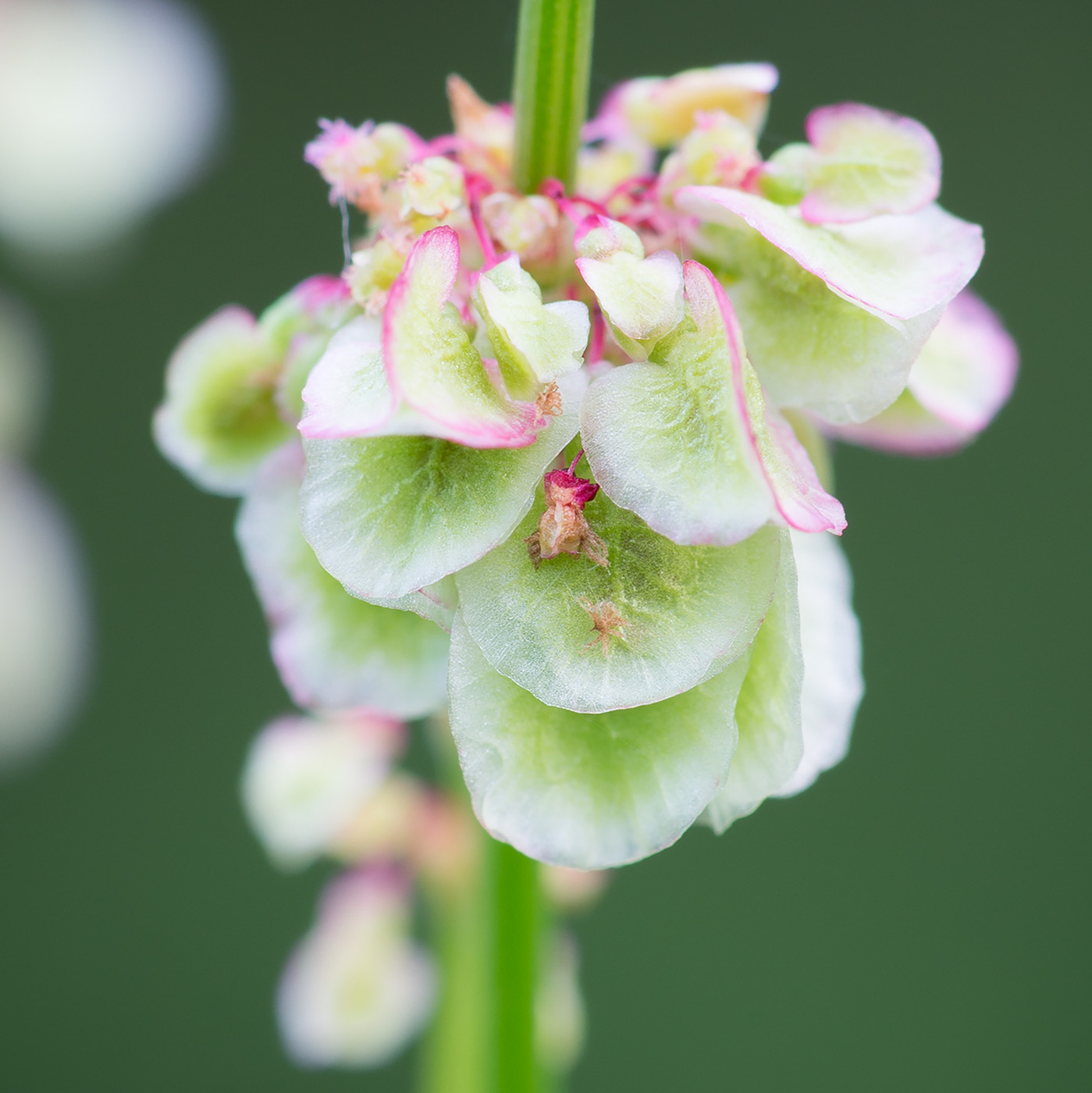 Image of Rumex acetosa specimen.