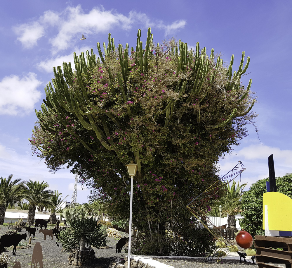 Image of genus Bougainvillea specimen.