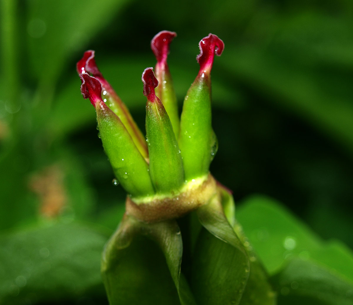 Image of Paeonia macrophylla specimen.