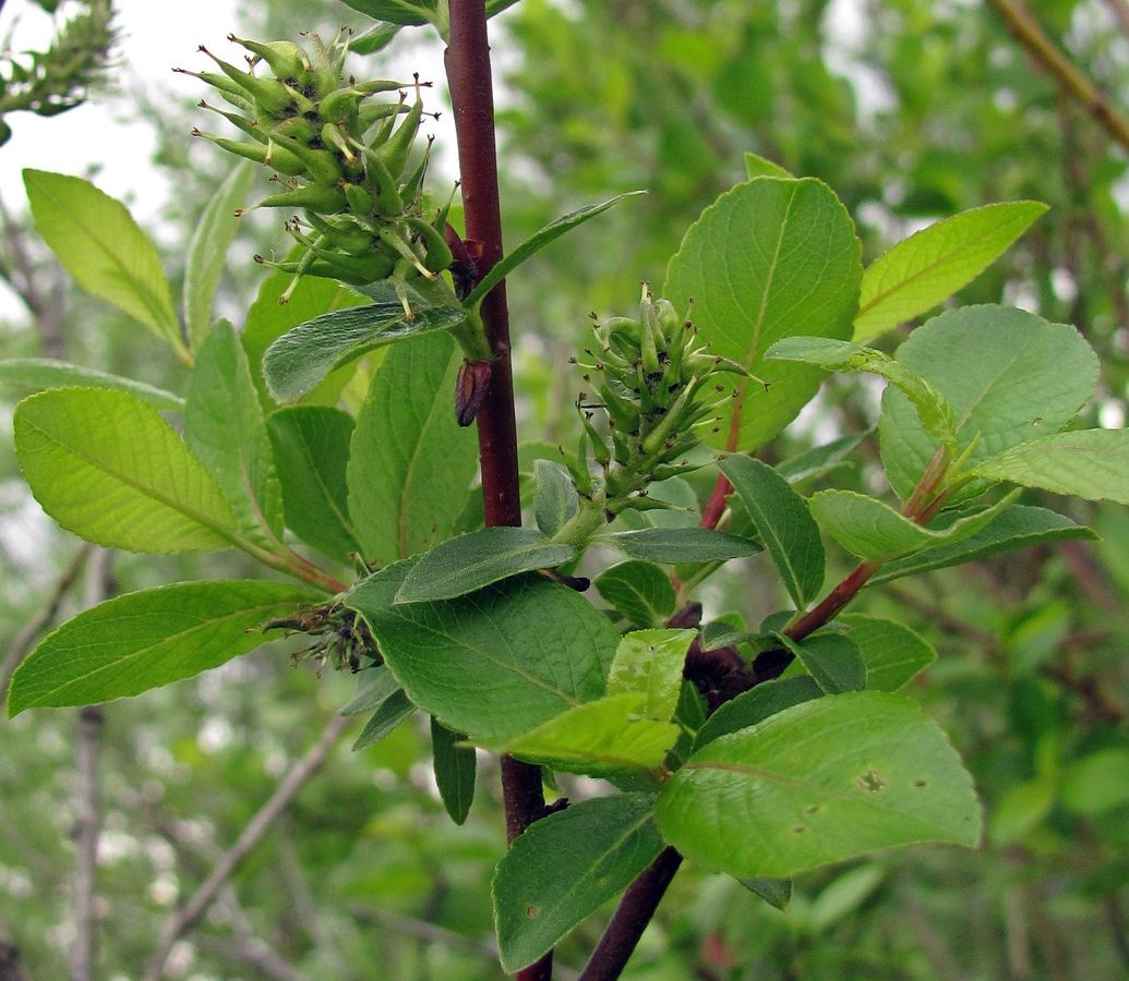 Image of Salix phylicifolia specimen.