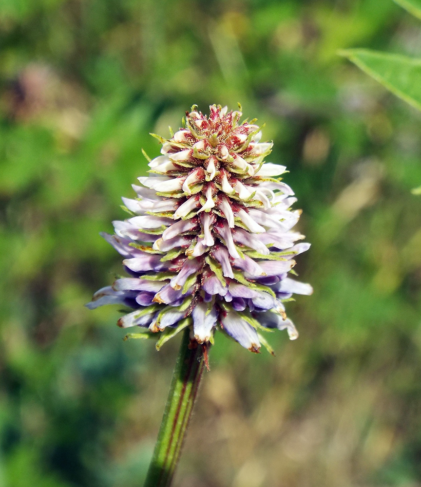 Изображение особи Glycyrrhiza foetidissima.