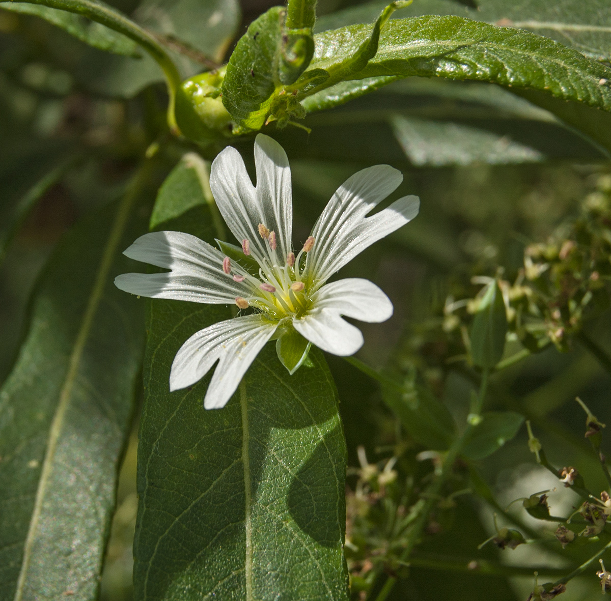 Изображение особи Cerastium davuricum.