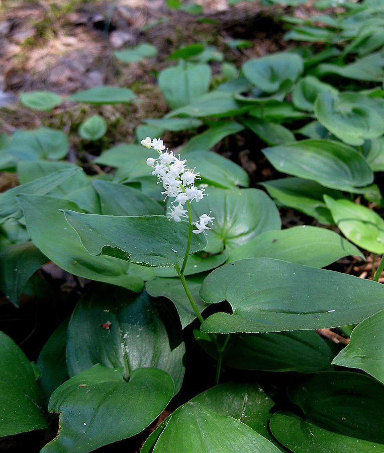 Изображение особи Maianthemum bifolium.