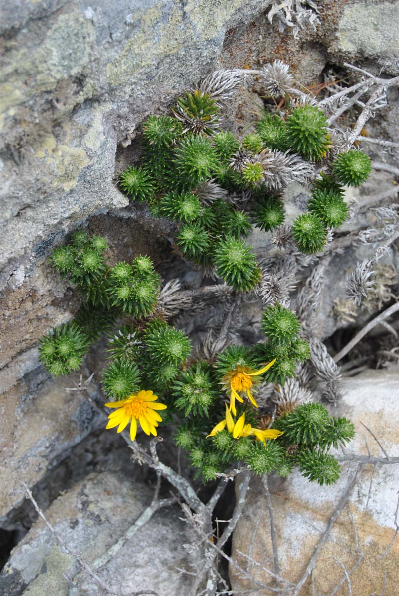 Image of Cullumia squarrosa specimen.