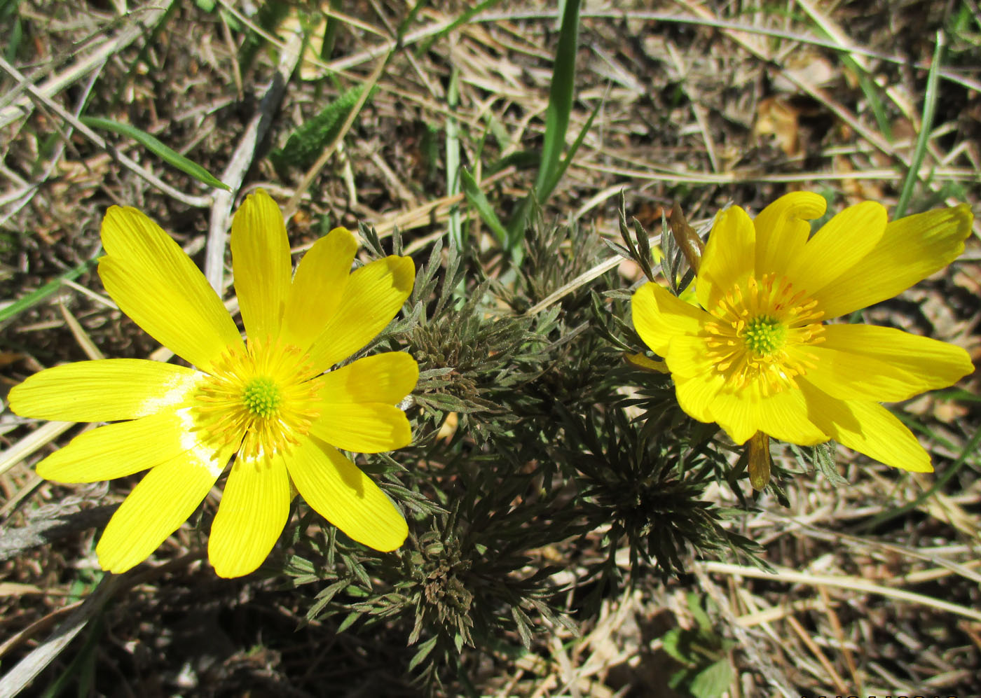 Image of Adonis volgensis specimen.