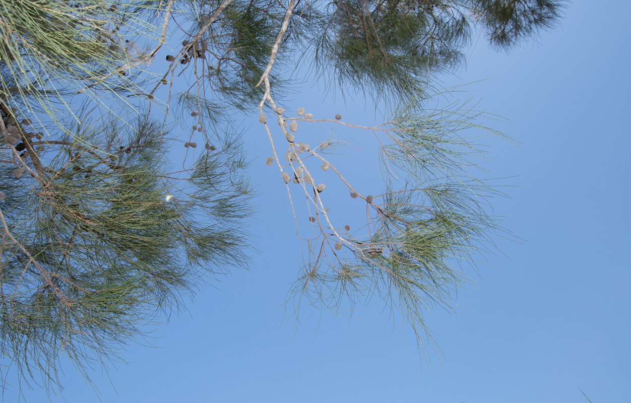 Image of Allocasuarina inophloia specimen.