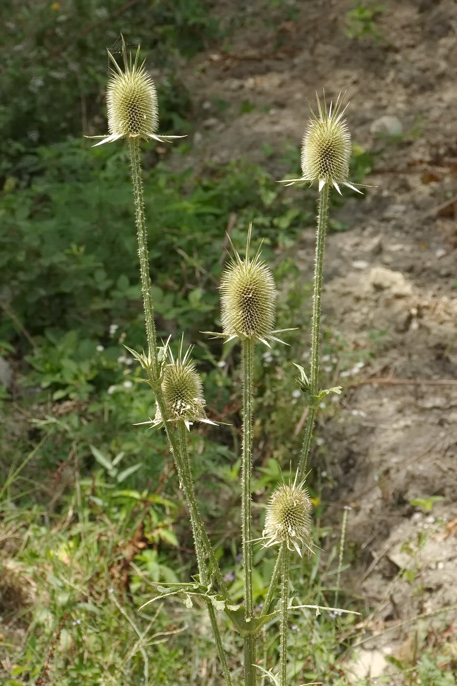 Image of Dipsacus laciniatus specimen.