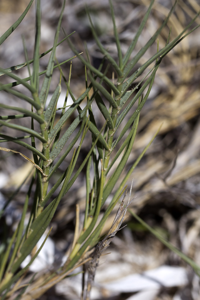 Image of Sporobolus pungens specimen.