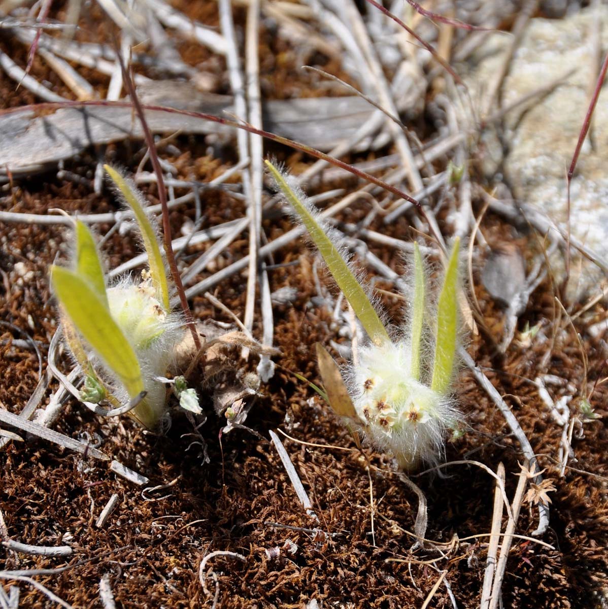 Image of Plantago cretica specimen.