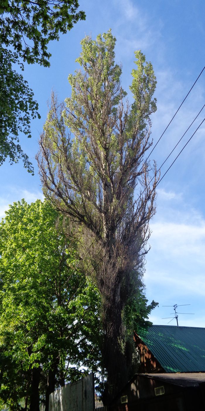 Image of Populus alba specimen.