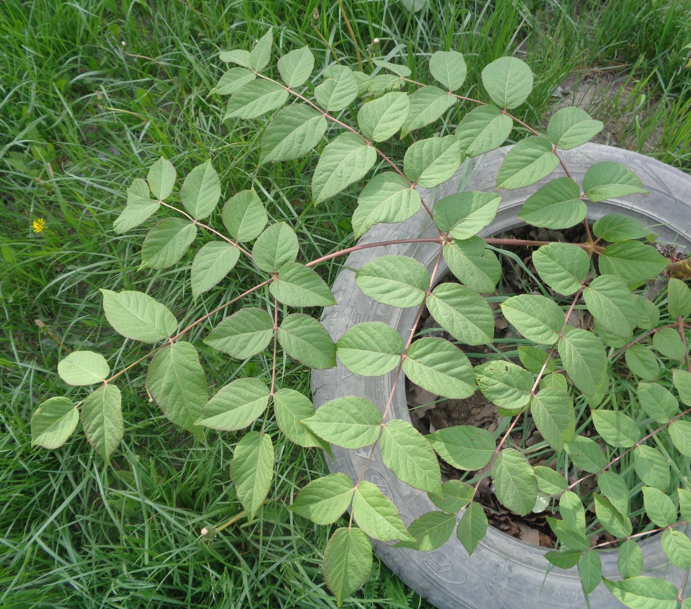 Image of genus Aralia specimen.