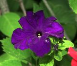 Petunia × atkinsiana