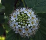 Physocarpus opulifolius. Соцветие. Пермский край, г. Пермь, Кировский р-н, тополёвая роща. 23.06.2019.