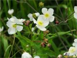 Смотреть изображение Ranunculus platanifolius