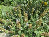 Salvia tomentosa. Отцветающее растение. Волгоград, Ботсад ВГСПУ, в культуре. 24.07.2019.