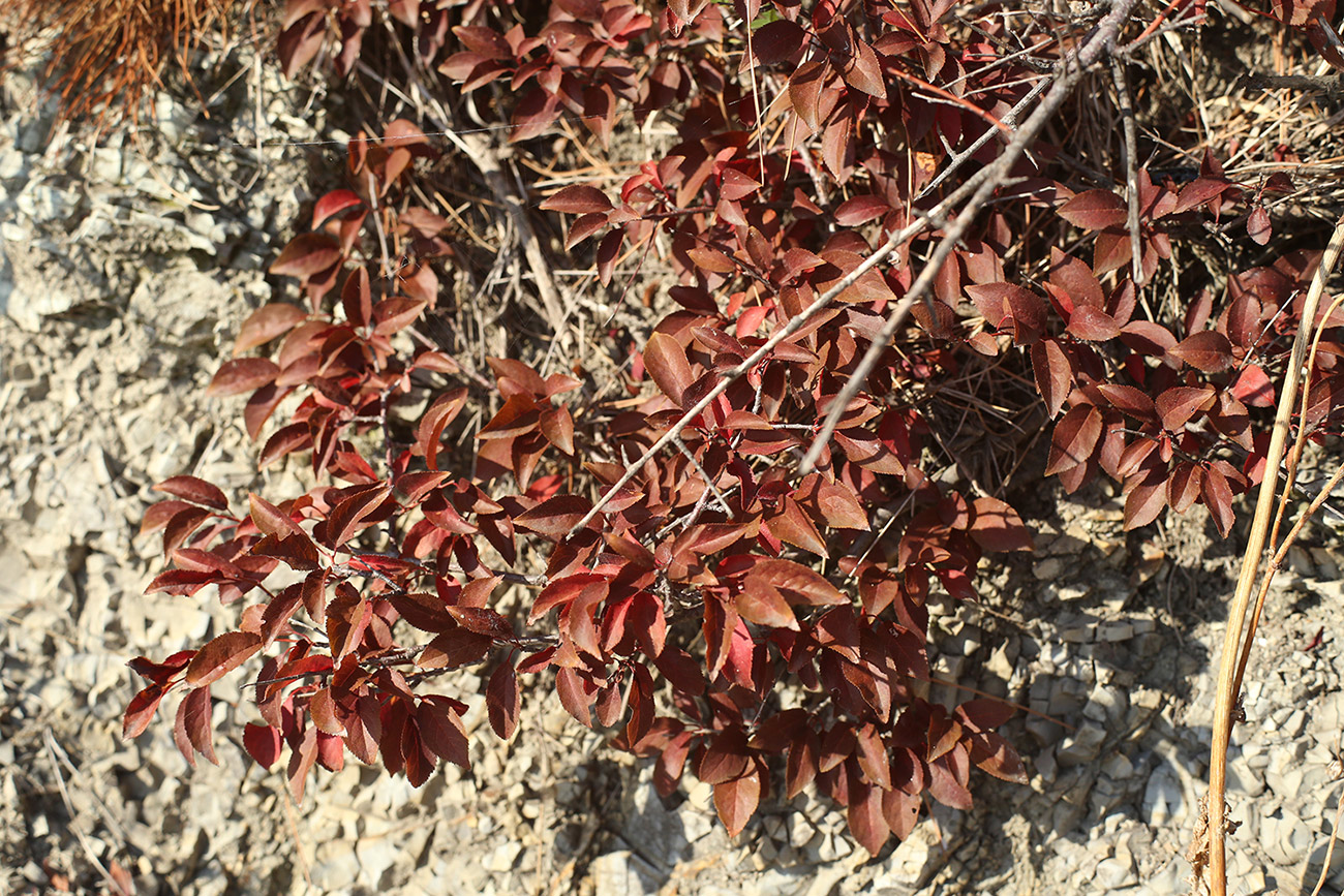 Image of Malus orientalis specimen.