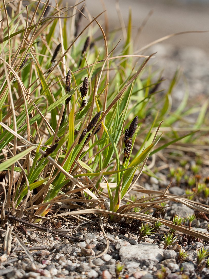 Image of Carex bigelowii specimen.