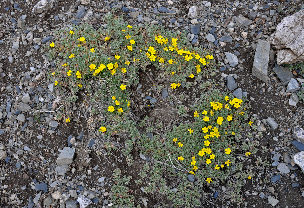 Image of Potentilla acaulis specimen.