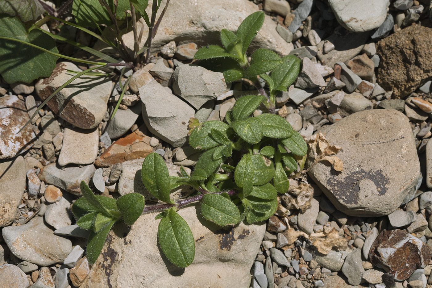 Изображение особи Cerastium holosteoides.