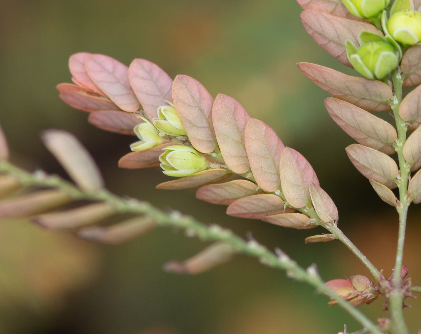 Image of Phyllanthus niruri specimen.