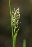 Смотреть изображение Carex vaginata