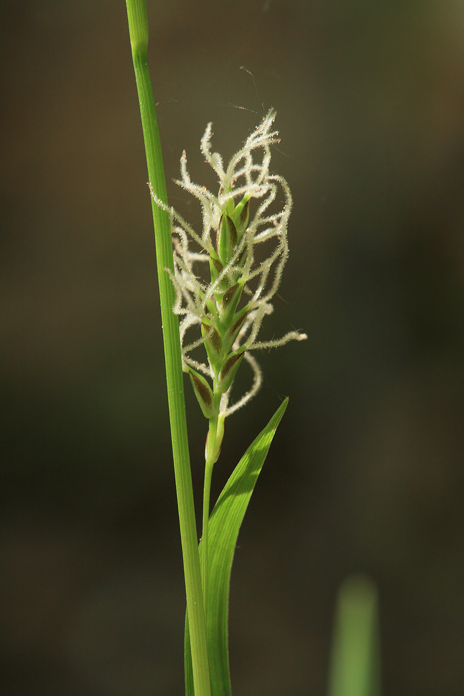 Image of Carex vaginata specimen.