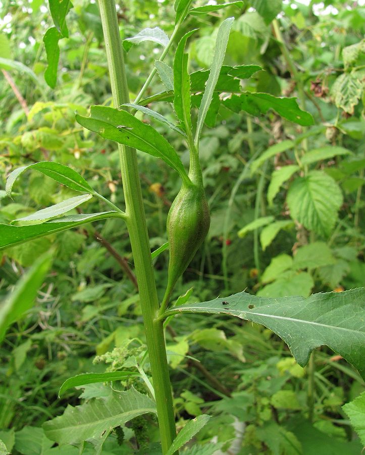 Image of Cirsium setosum specimen.