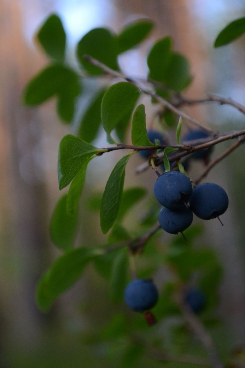 Image of Vaccinium uliginosum specimen.