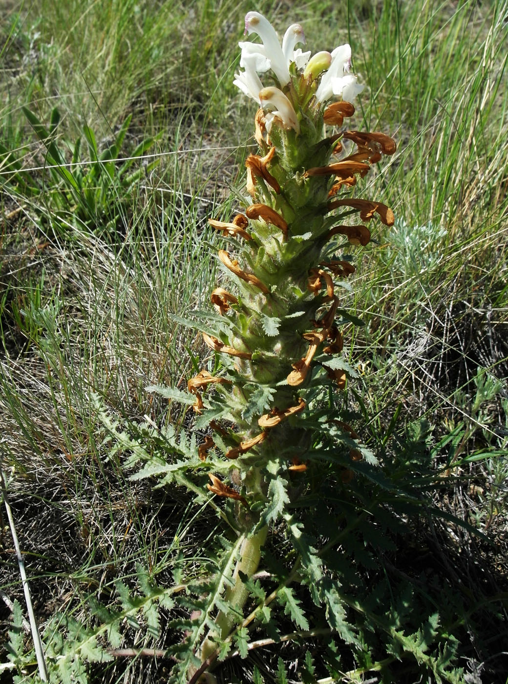 Image of Pedicularis physocalyx specimen.