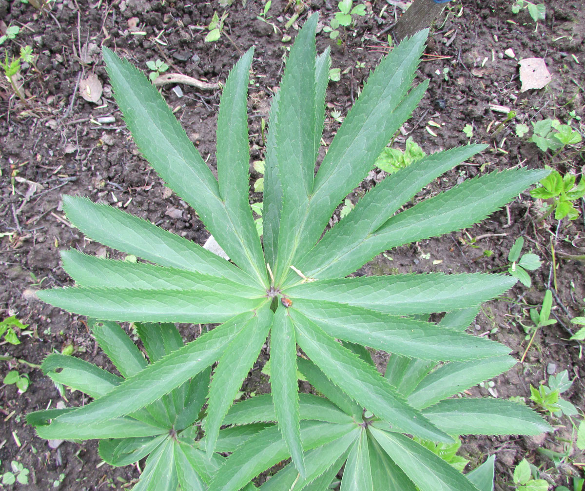 Image of Helleborus multifidus specimen.