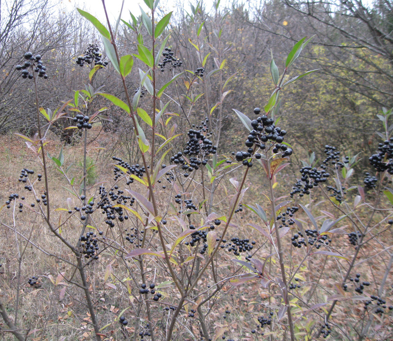 Image of Ligustrum vulgare specimen.