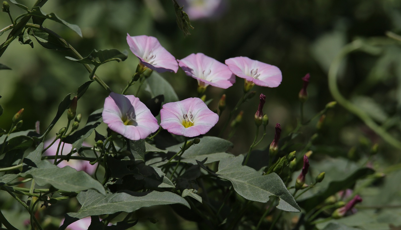 Изображение особи Convolvulus arvensis.