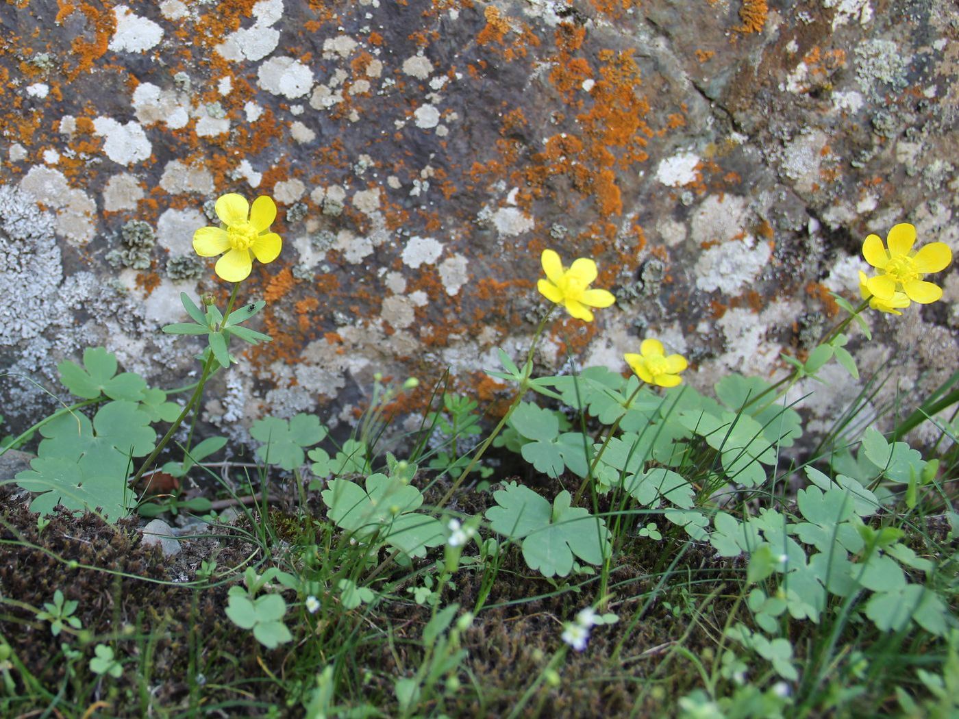 Image of Ranunculus mindshelkensis specimen.