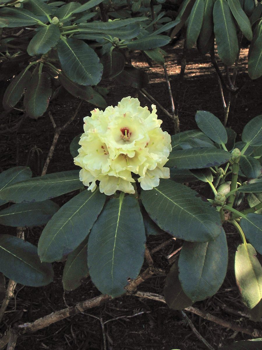 Изображение особи Rhododendron clementinae.