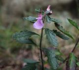 Teucrium chamaedrys