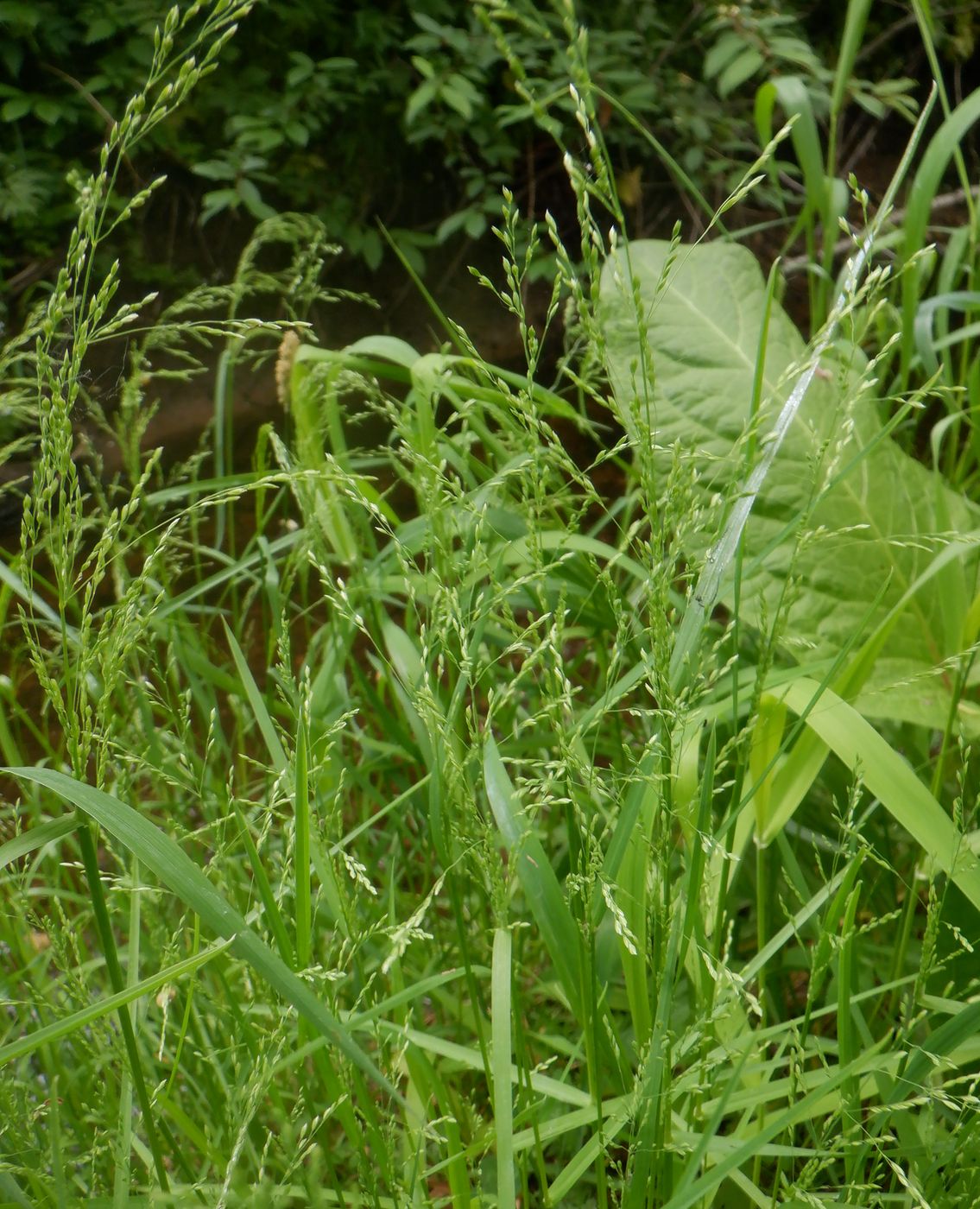 Image of Poa palustris specimen.