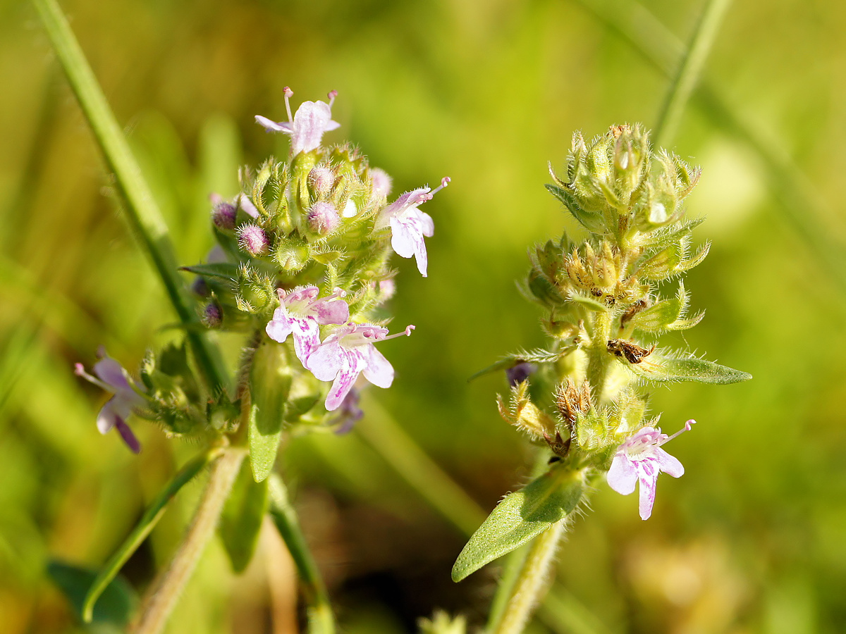 Image of Thymus marschallianus specimen.