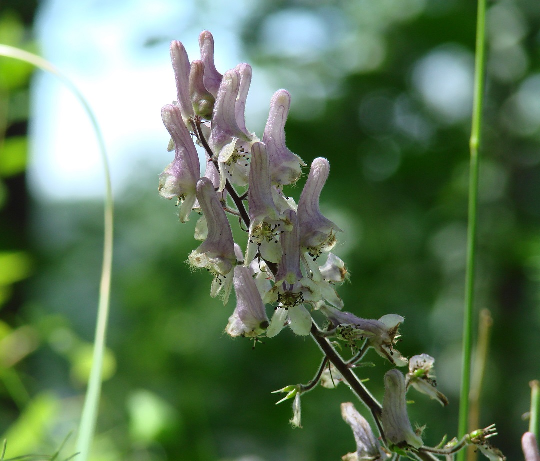 Изображение особи Aconitum septentrionale.