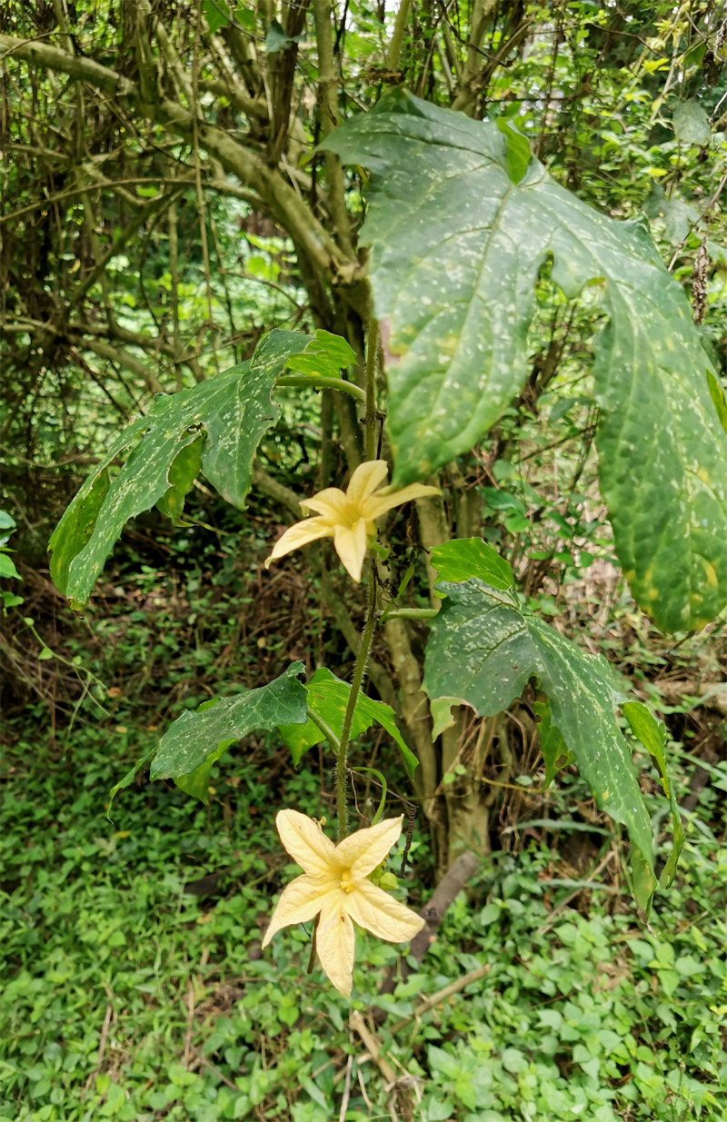 Image of Coccinia grandiflora specimen.