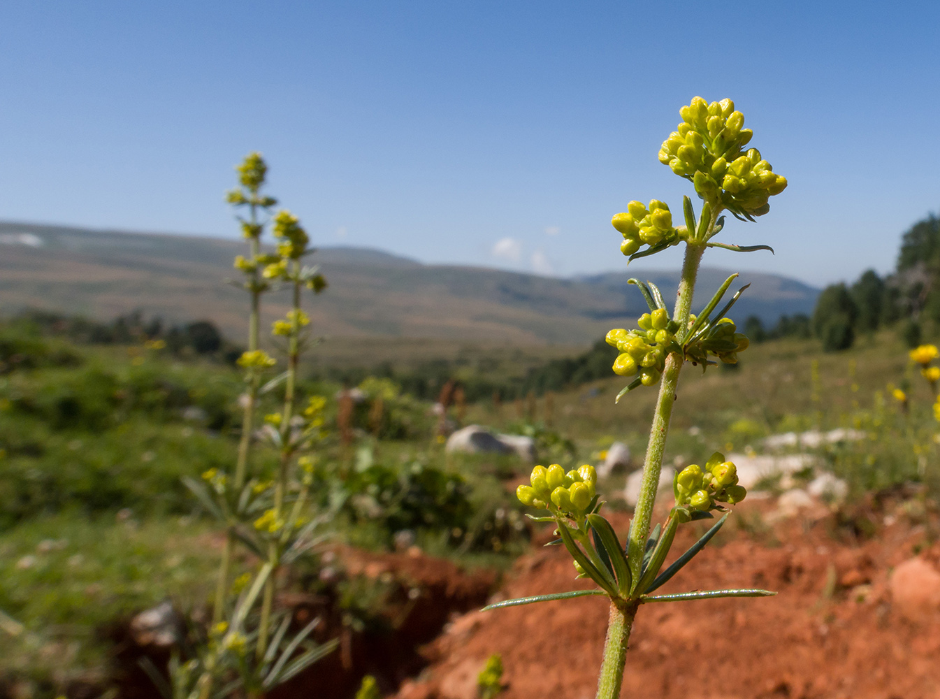 Изображение особи Galium verum.