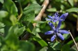 Scilla bifolia