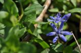Смотреть изображение Scilla bifolia