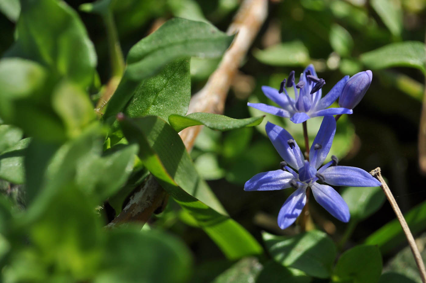 Image of Scilla bifolia specimen.