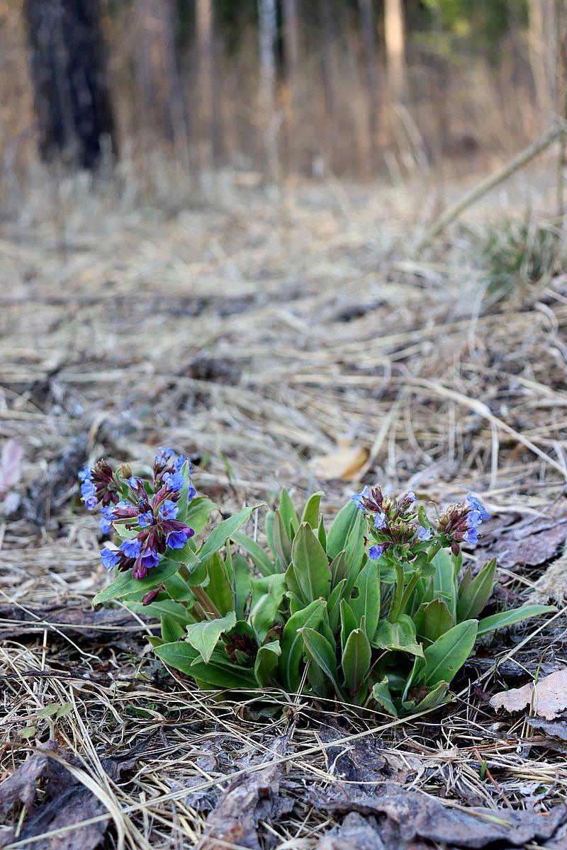 Image of Pulmonaria mollis specimen.