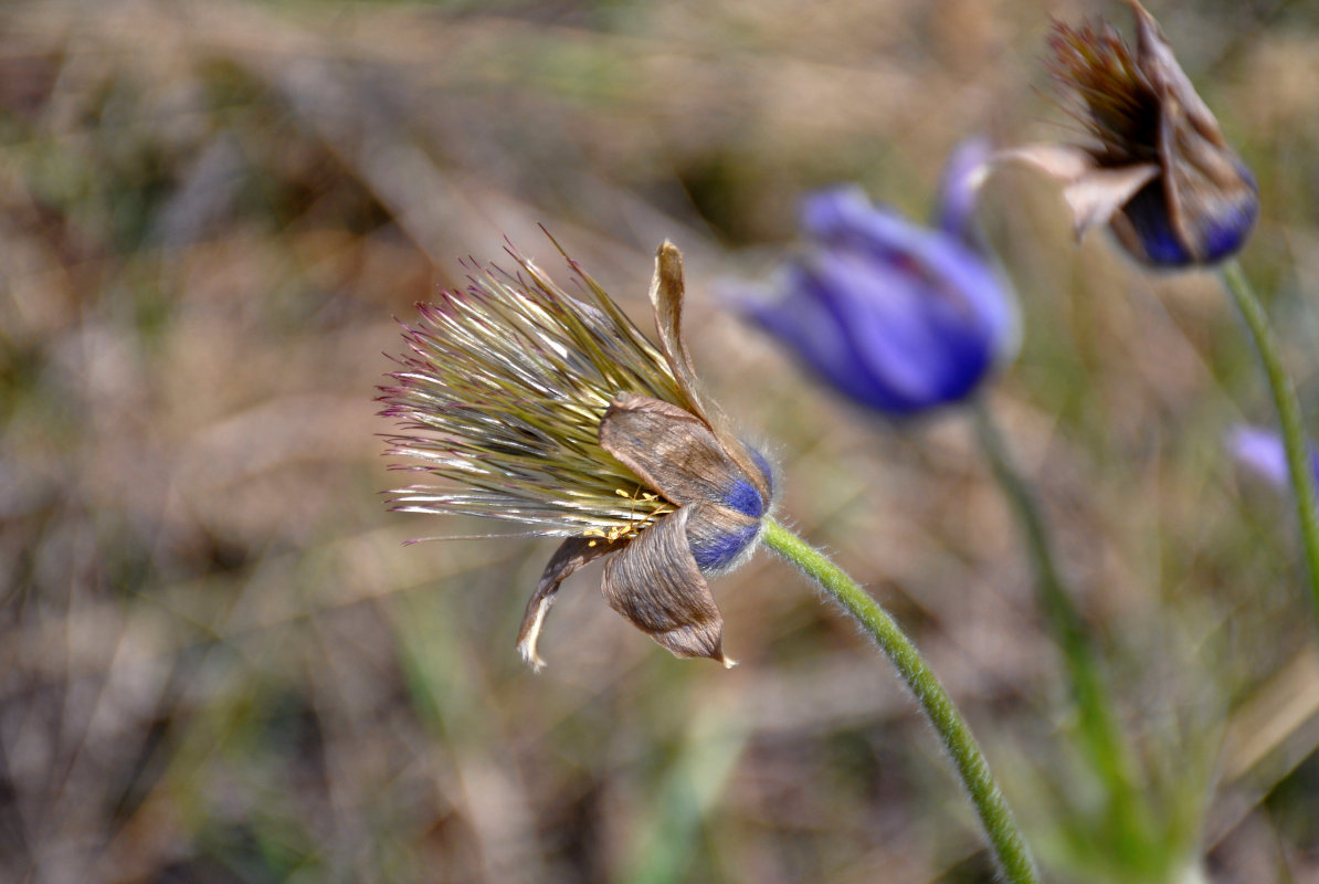 Изображение особи Pulsatilla patens.