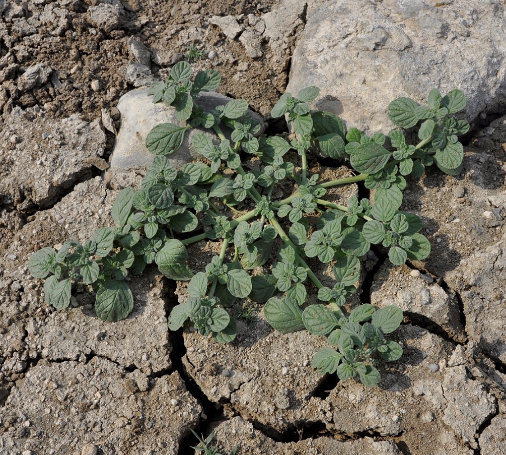 Изображение особи Heliotropium supinum.