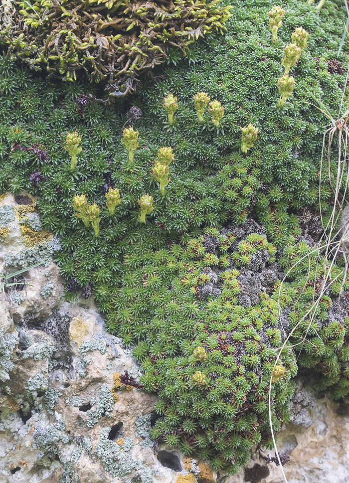 Изображение особи род Saxifraga.