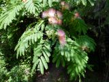 Albizia julibrissin