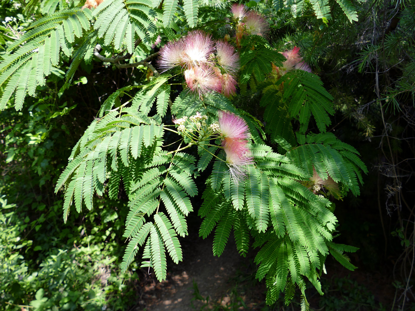 Image of Albizia julibrissin specimen.