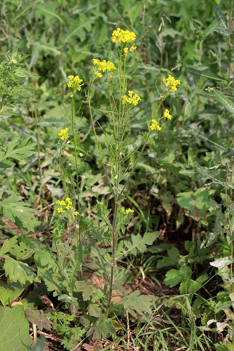 Изображение особи Sisymbrium loeselii.